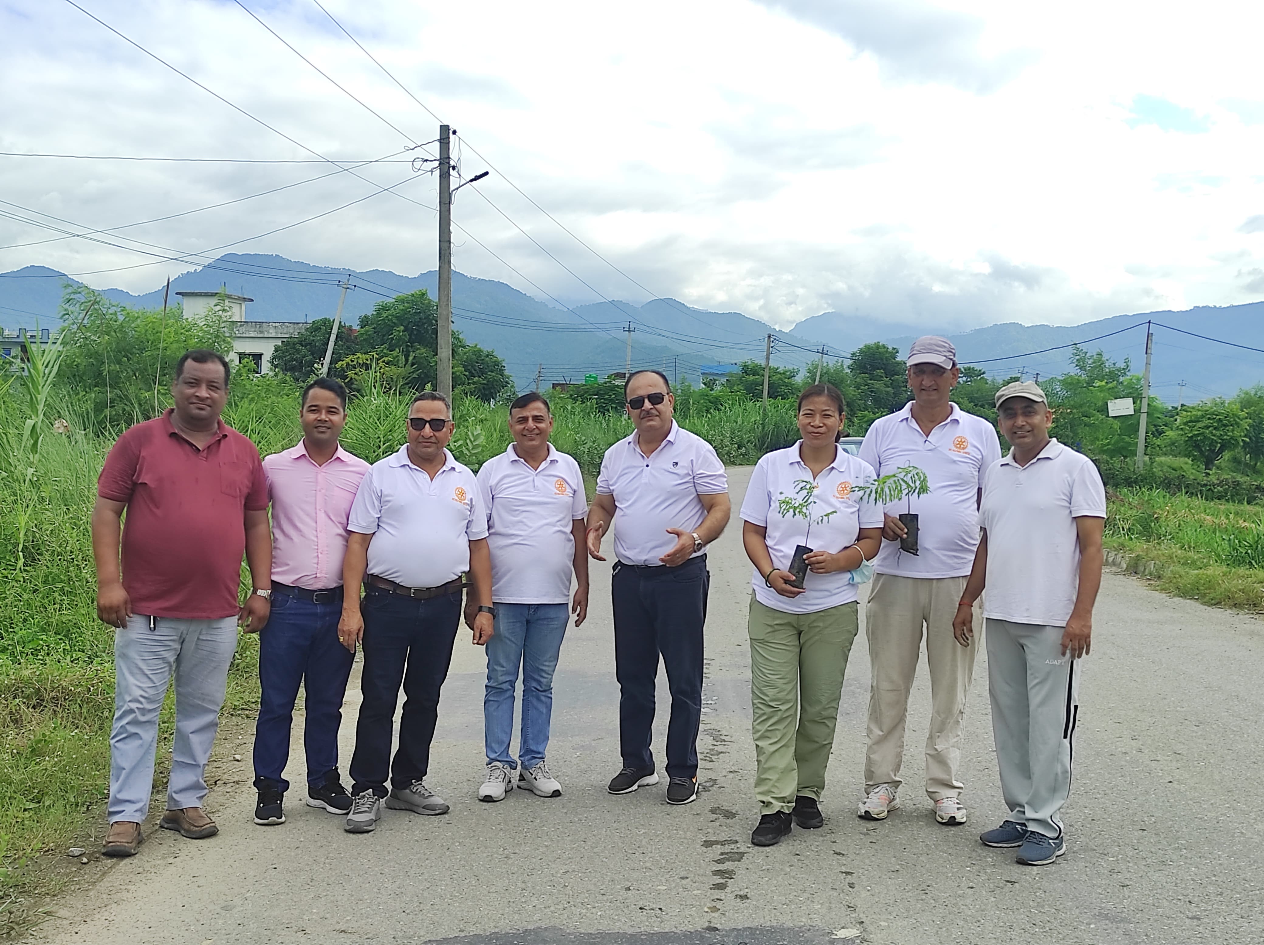 Tree Plantation